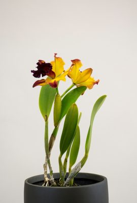 Cattleya Orchids