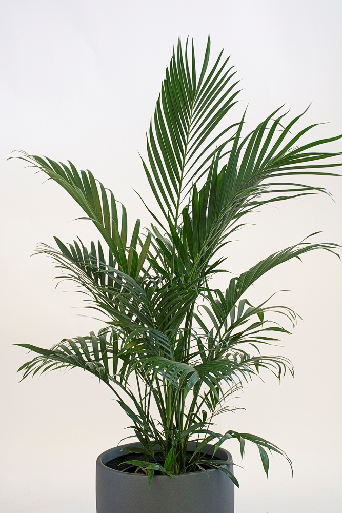 Chamaedorea Cataractarum - Cat Palm