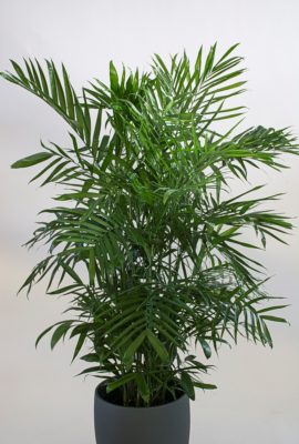 Chamaedorea Seifrizii Palm