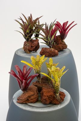Lava Rock Plants